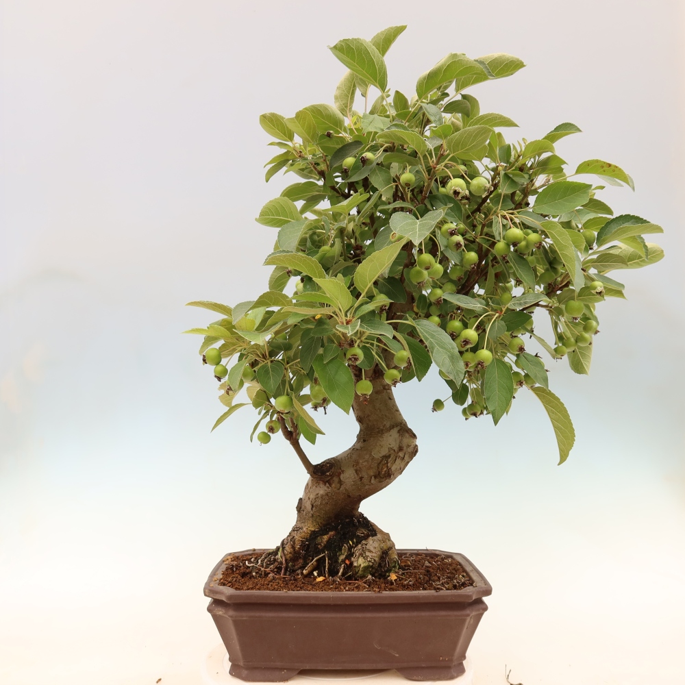 Outdoor bonsai - Malus halliana - Jabłoń drobnoowocowa