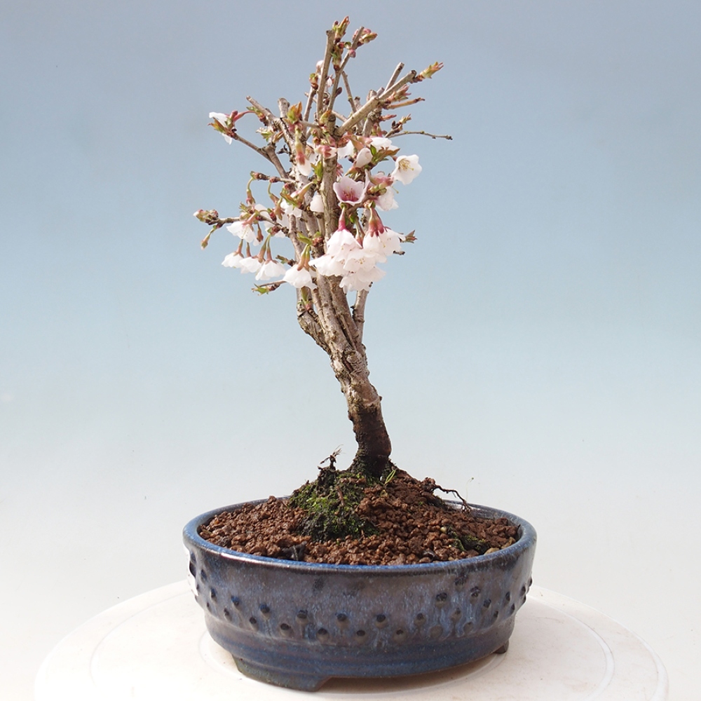 Bonsai zewnętrzne - Prunus incisa Kojou-no mai-cięcie śliwki