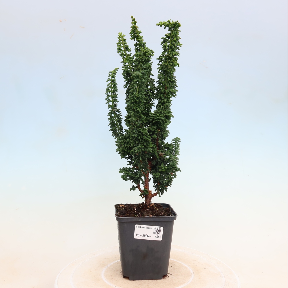 Bonsai zewnętrzne - Cham. obtusa SEKKA HINOKI - Cyprys