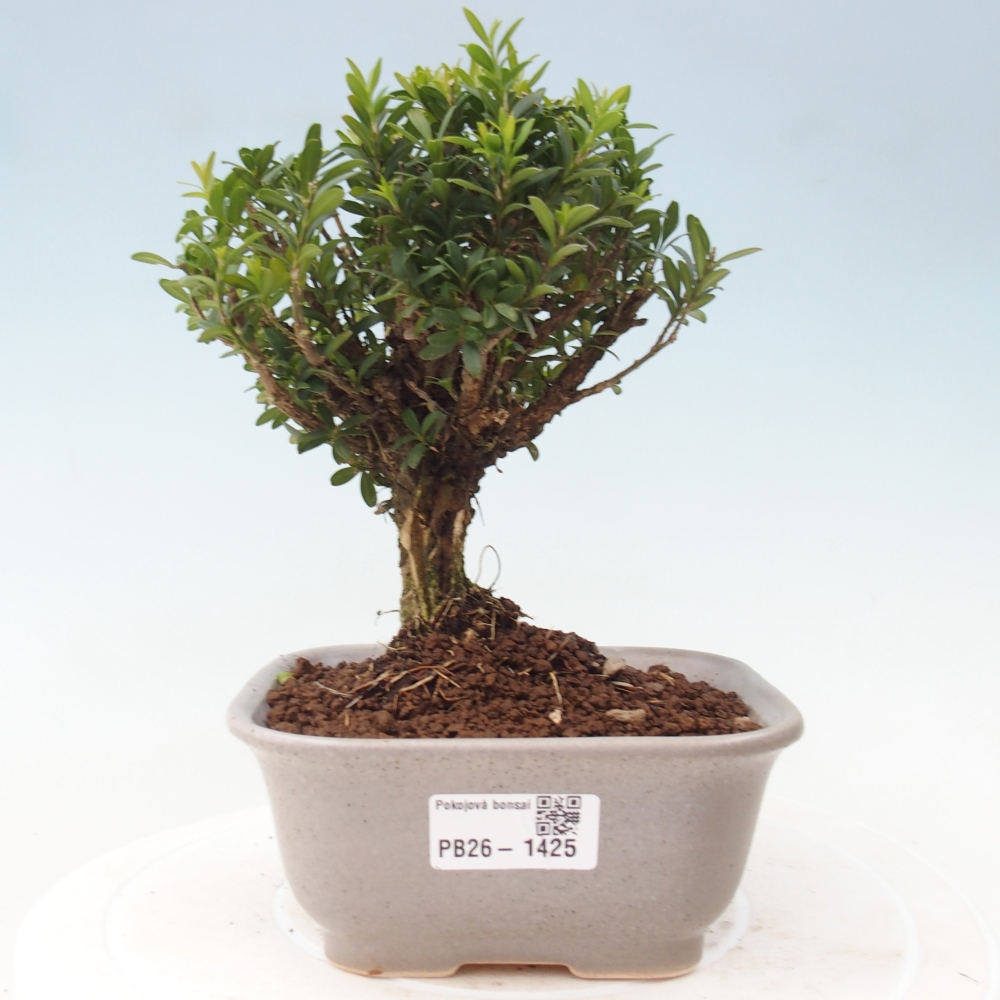 Pokój bonsai - Buxus harlandii - buxus korkowy