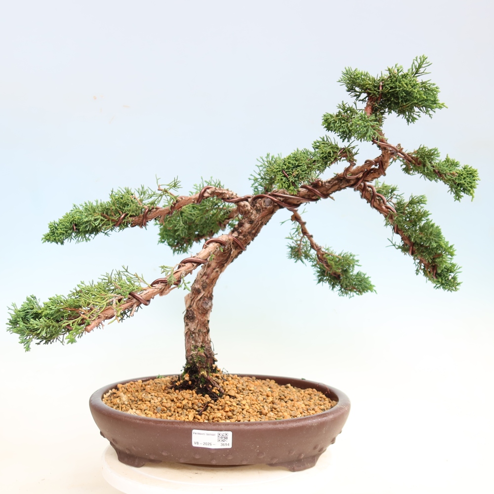 Outdoor bonsai - Juniperus chinensis Kishu