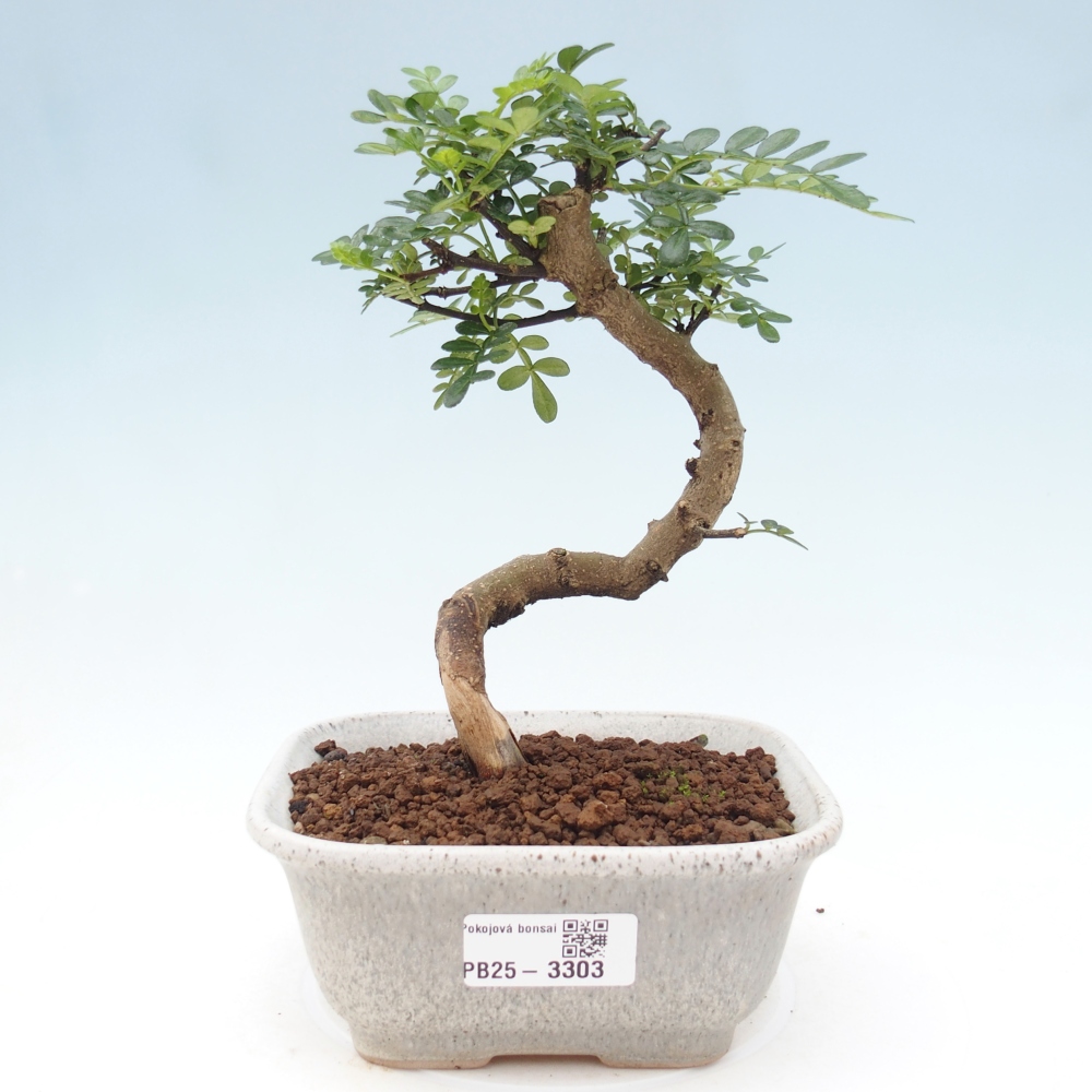 Bonsai do wnętrz - Zantoxylum piperitum - Mięta pieprzowa