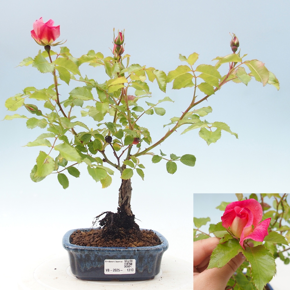 Bonsai na zewnątrz - Rosa Kordes - róża 
