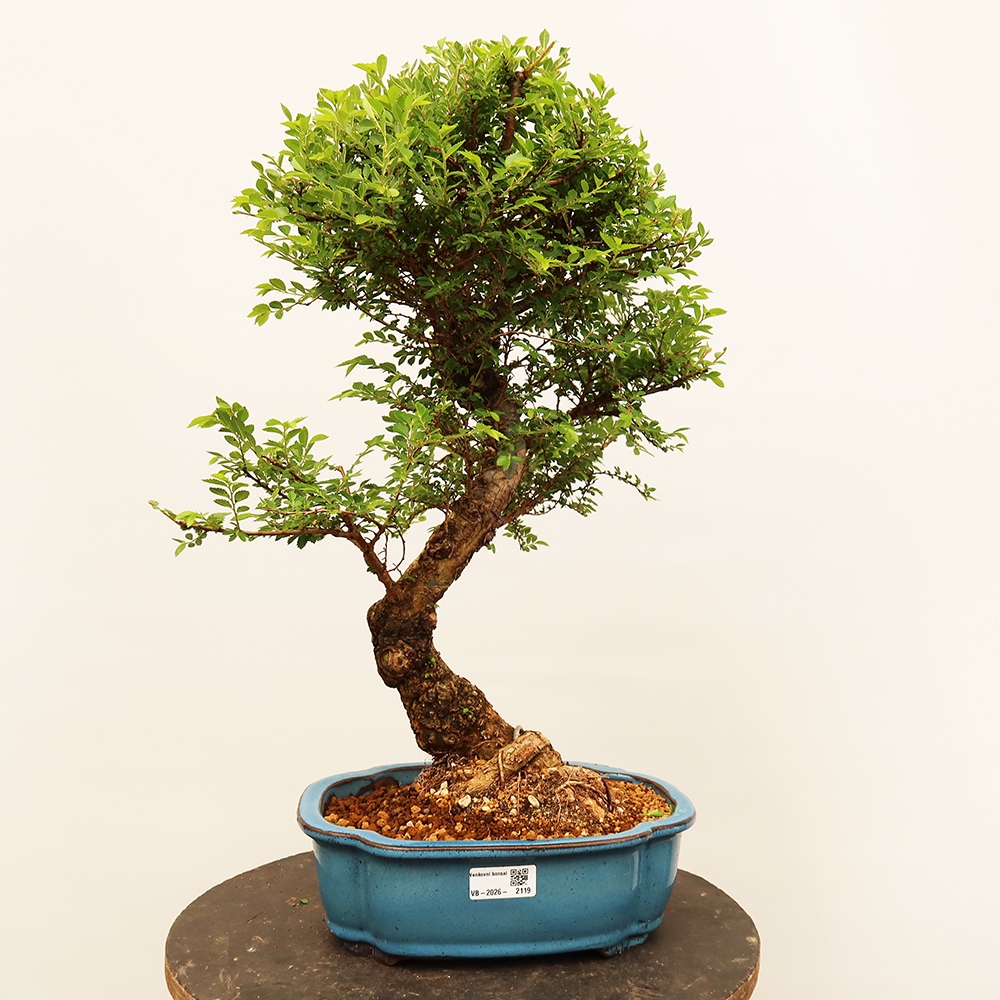 Bonsai na świeżym powietrzu - Zelkova - Zelkova NIRE
