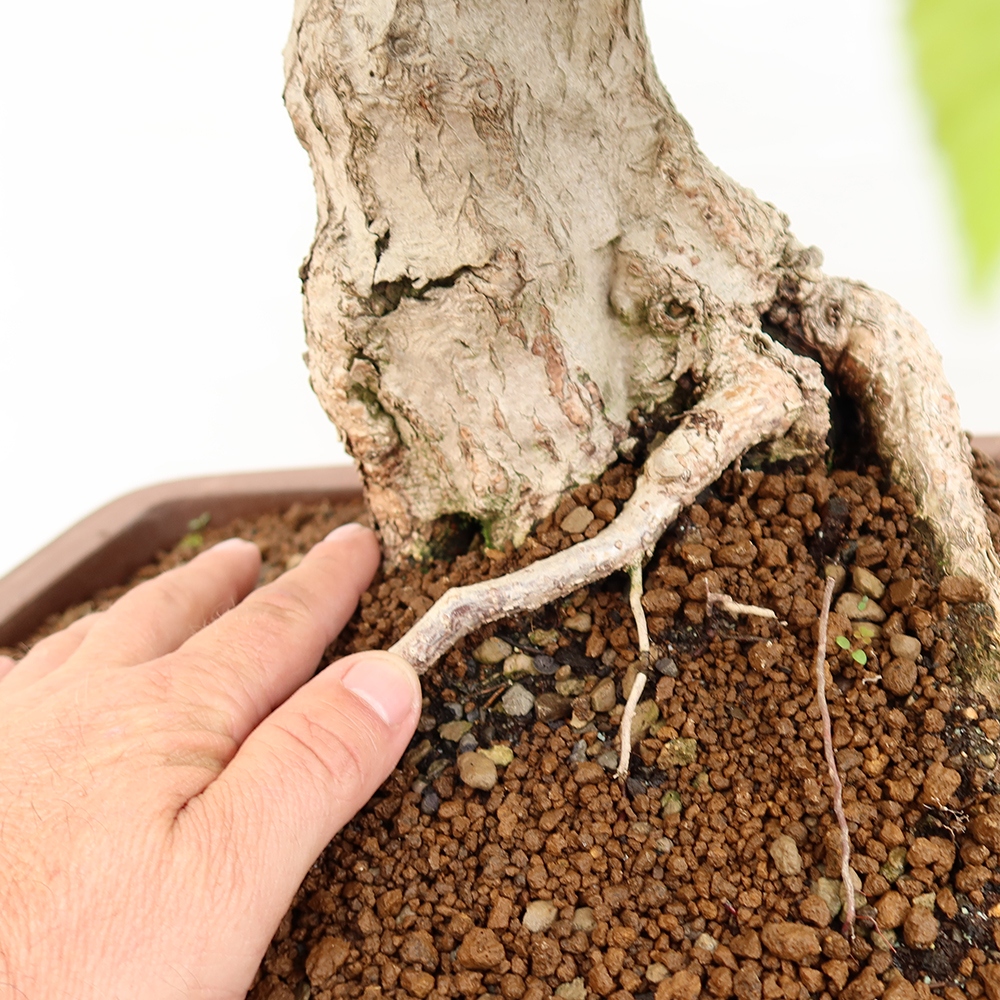 Bonsai plenerowe - Carpinus Coreana - grab koreański
