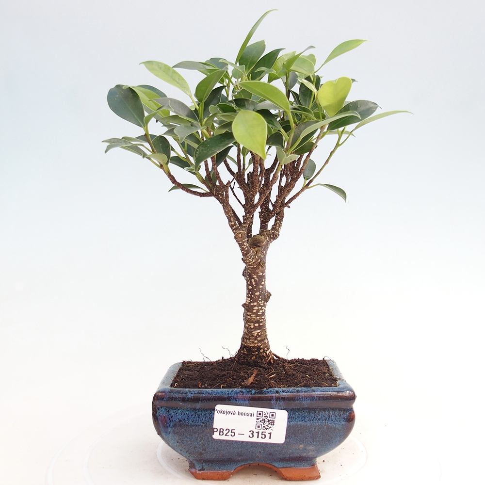 Pokój bonsai Ficus retusa kimmen