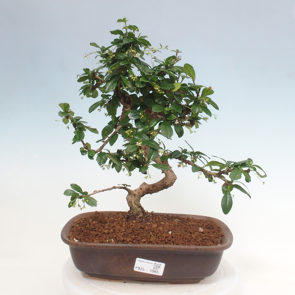 Pokój bonsai - Carmona macrophylla - Tea fuki