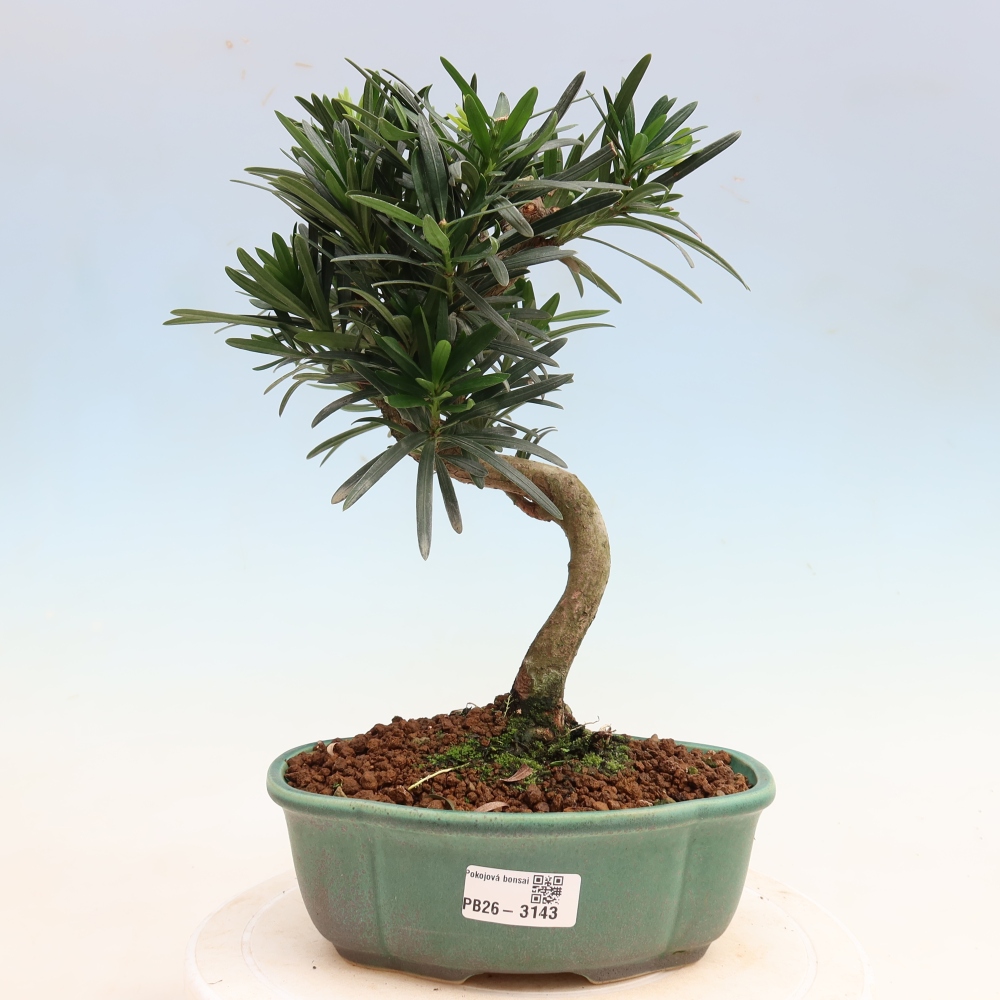Pokój bonsai - Podocarpus - Kamienny cis