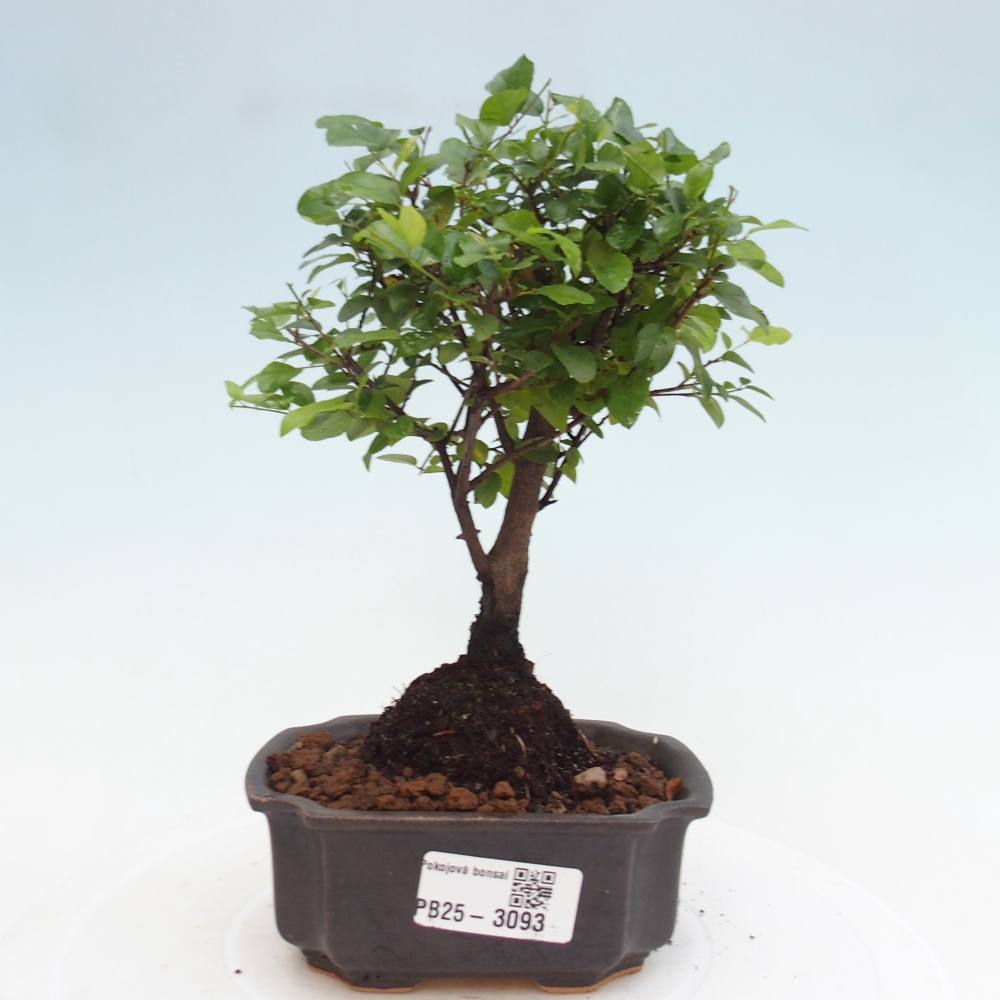 Kryty bonsai - Sagerécie thea - Sagerécie thea