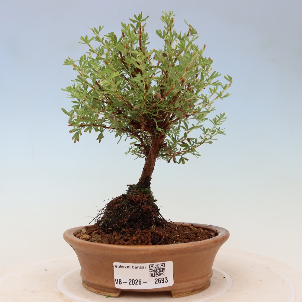 Bonsai ogrodowe – potentilla fruticosa – Goldkissen