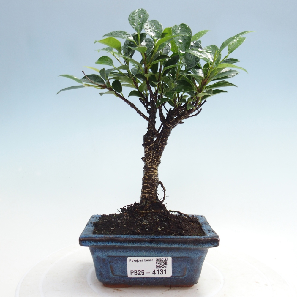 Pokój bonsai Ficus retusa kimmen