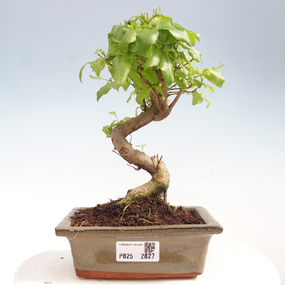Kryte bonsai - Ligustrum chinensis - widok z lotu ptaka