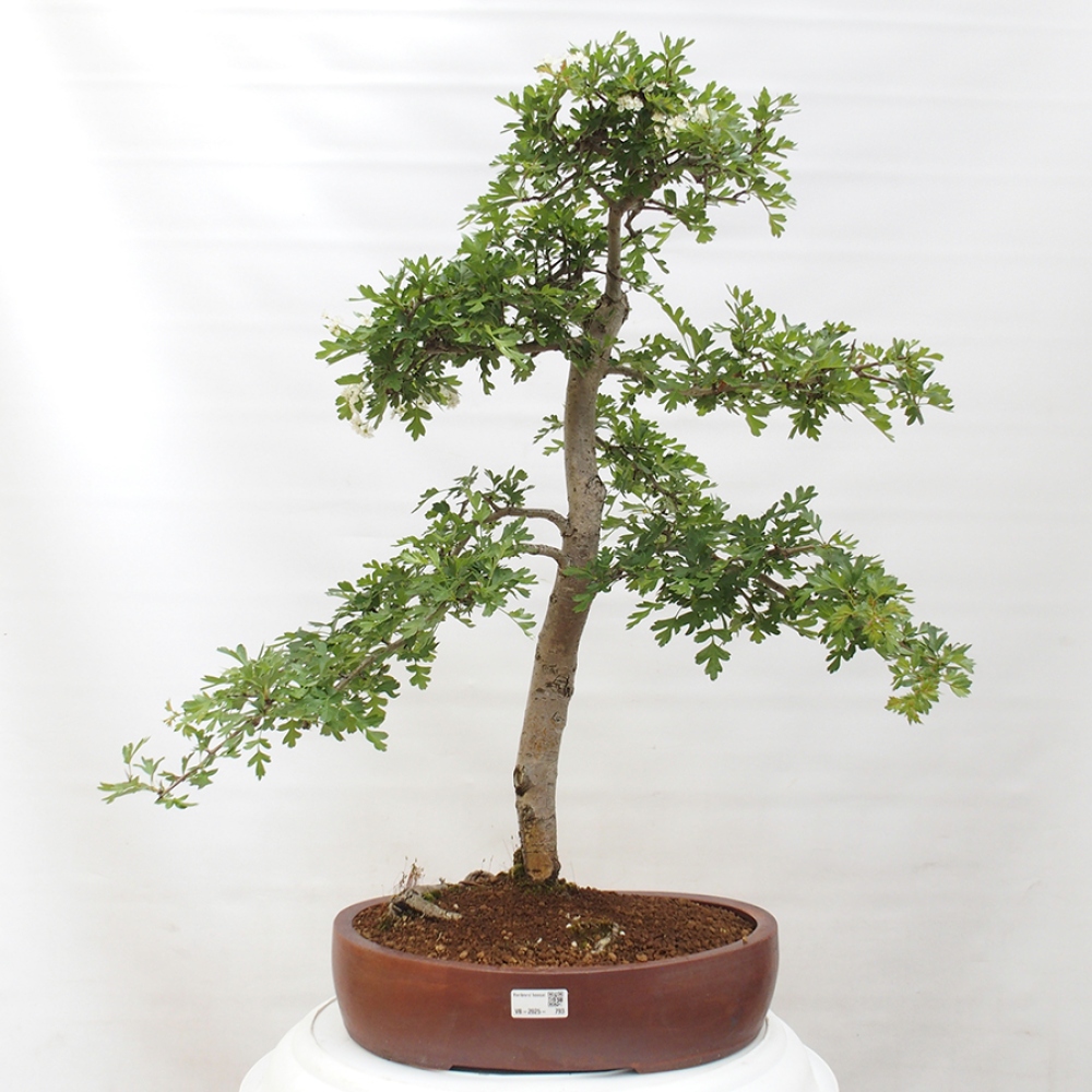 Bonsai zewnętrzne - Głóg - Crataegus monogyna