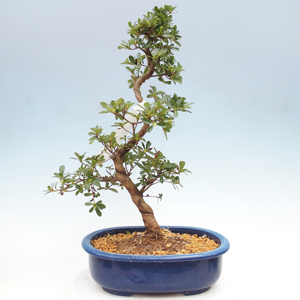 Bonsai zewnętrzne - Azalia japońska - Azalia Asahi-no-izumi