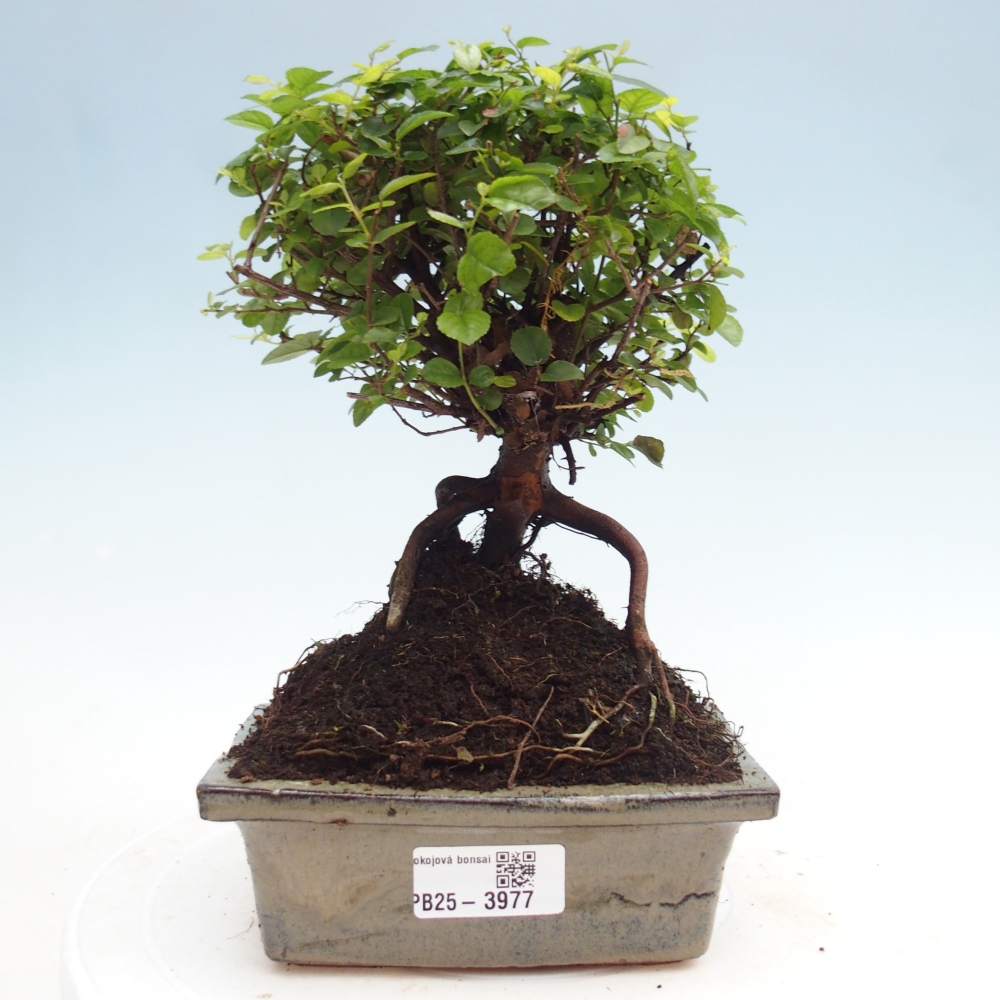 Bonsai pokojowe - Sageretia thea - Sageretia thea