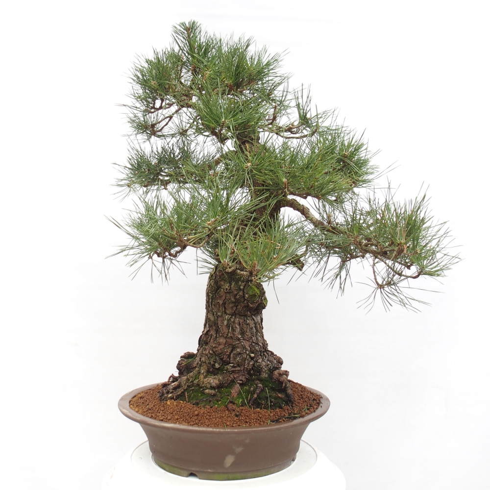Bonsai ogrodowe - Pinus thunbergii - Sosna Thunberg