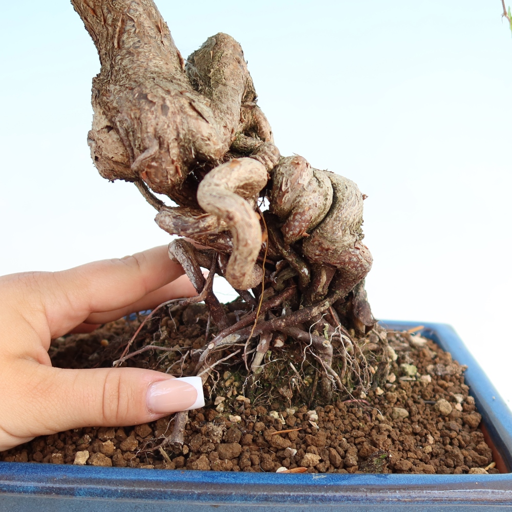 Outdoor bonsai - Carpinus coreana - grab koreański