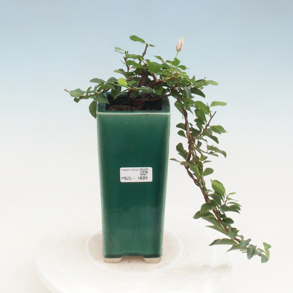 Kryty bonsai - Grewia occidentalis - Lawendowa gwiazda