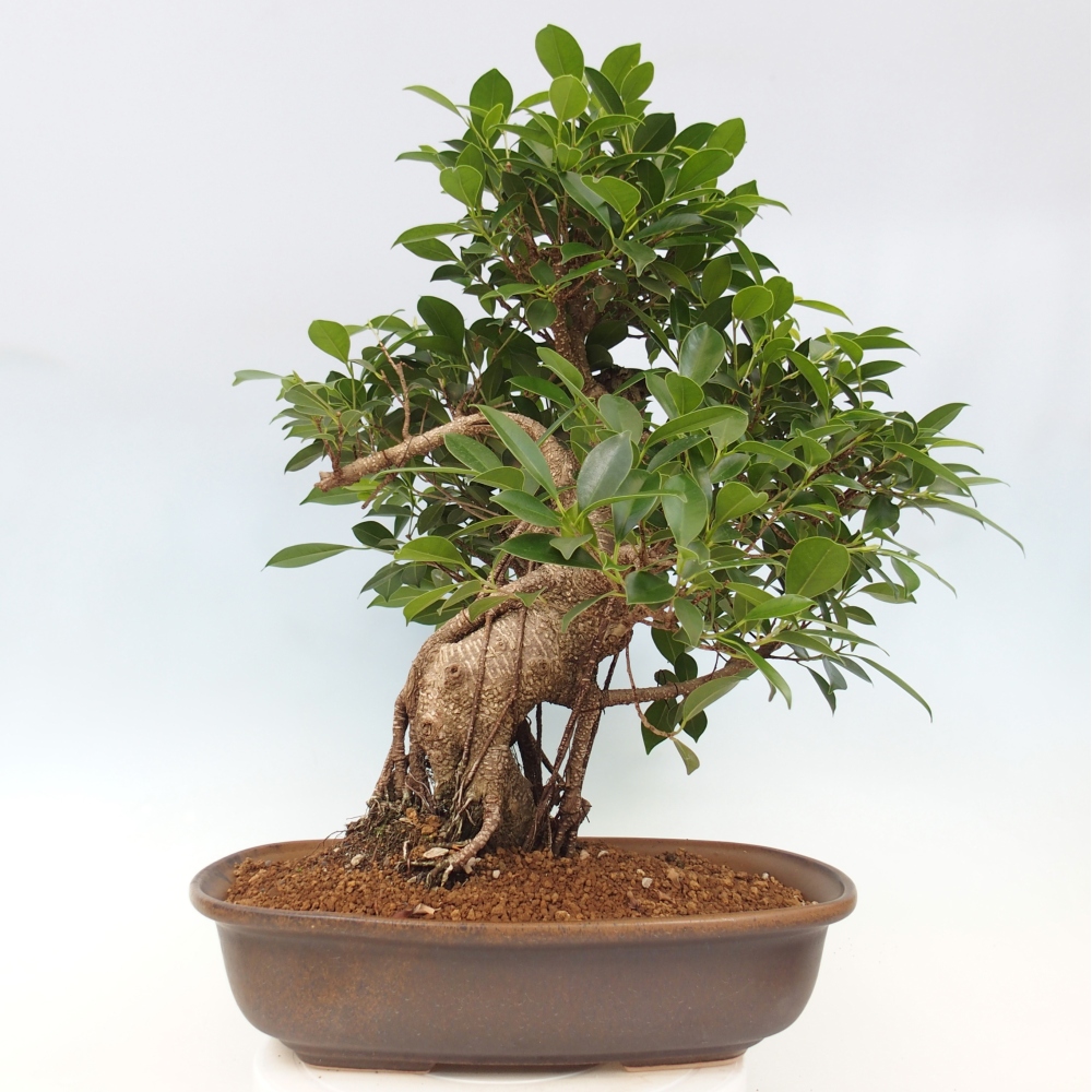 Bonsai pokojowe - Ficus kimmen - figowiec drobnolistny - WYŁĄCZNIE ODBIÓR OSOBISTY lub transport paletowy