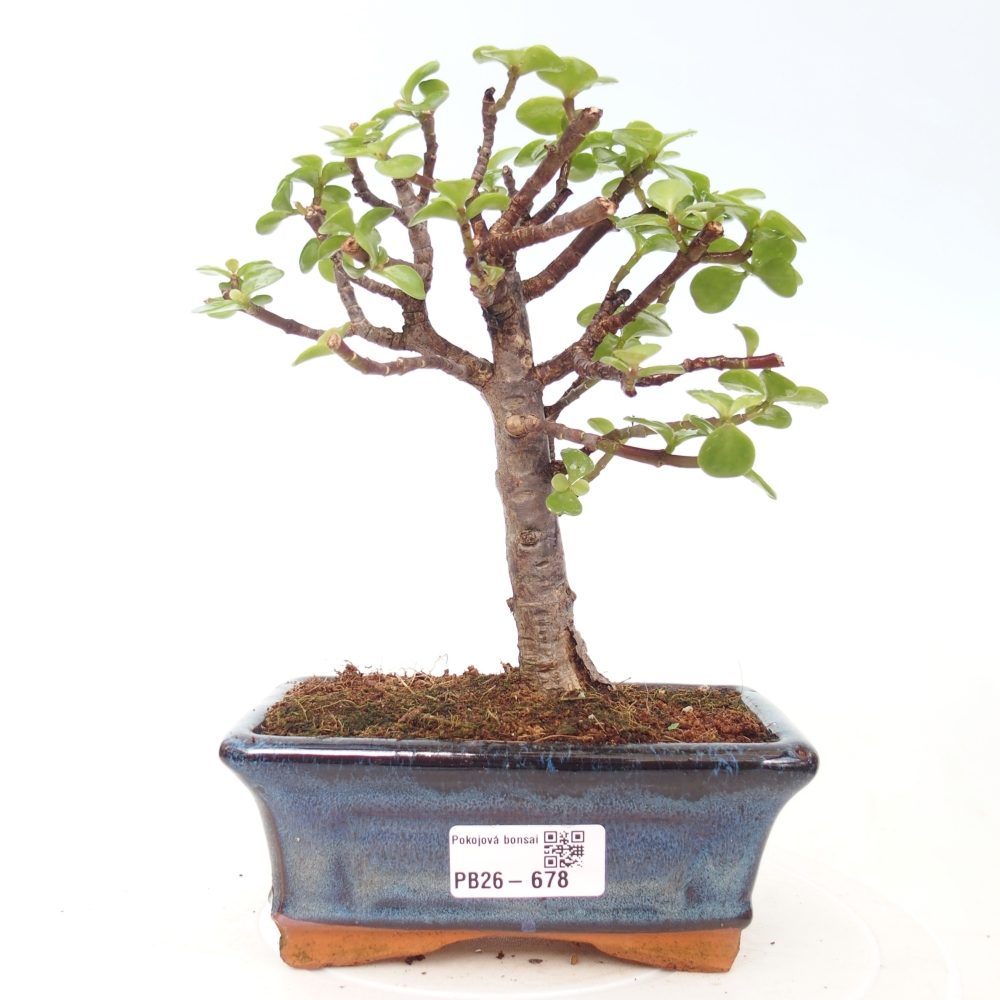 Pokój bonsai - Portulakaria Afra - Tlustice