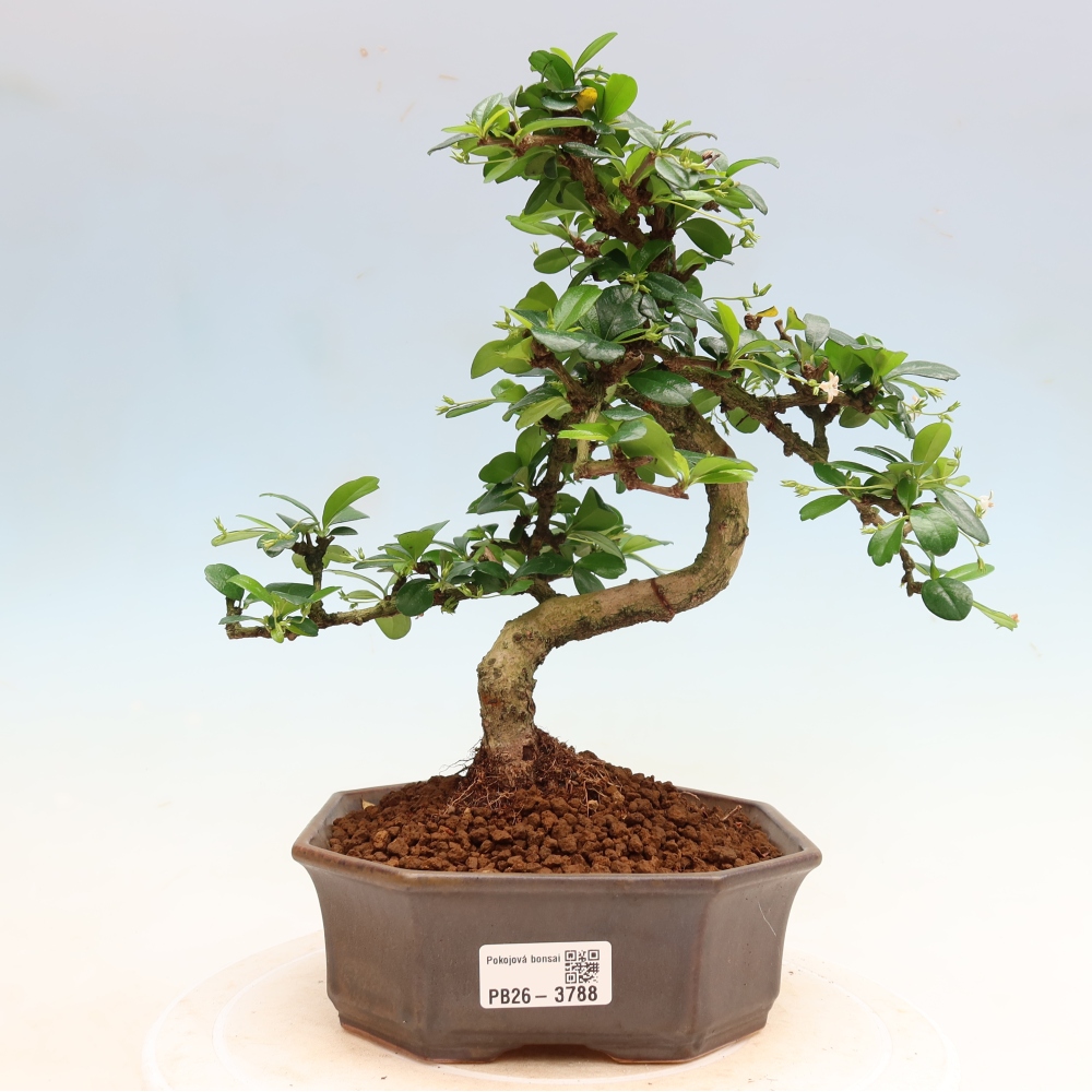 Bonsai pokojowe - Carmona macrophylla - Tea fuki