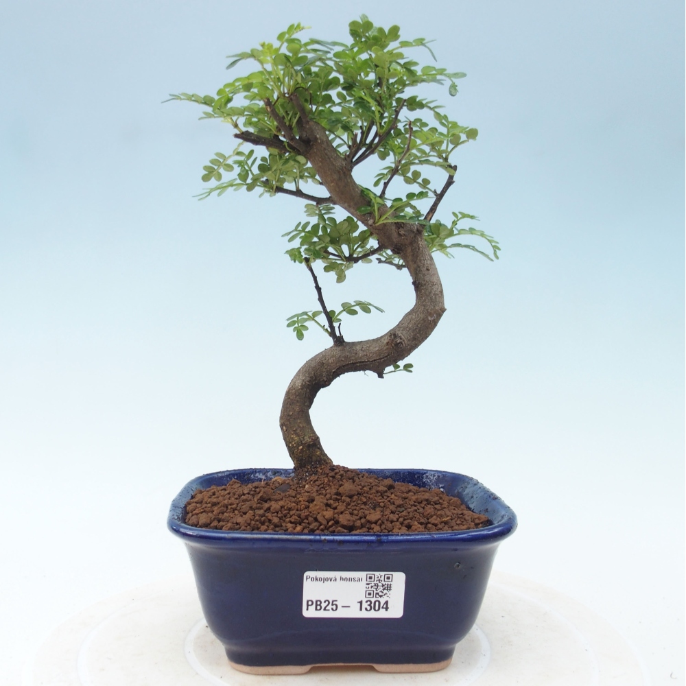 Kryty bonsai - Zantoxylum piperitum - Mięta pieprzowa