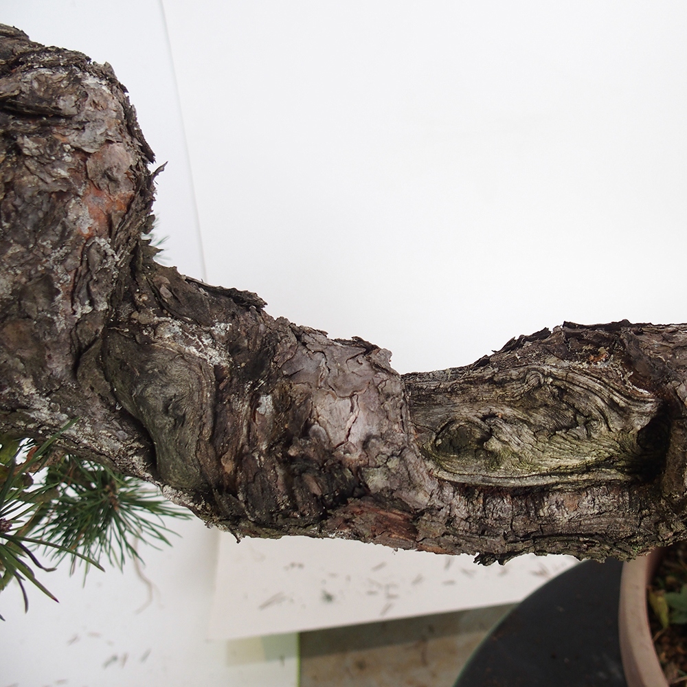 Yamadori - Pinus sylvestris Hiszpania