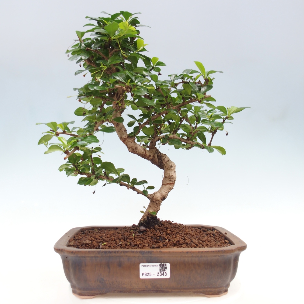 Pokój bonsai - Carmona macrophylla - Tea fuki