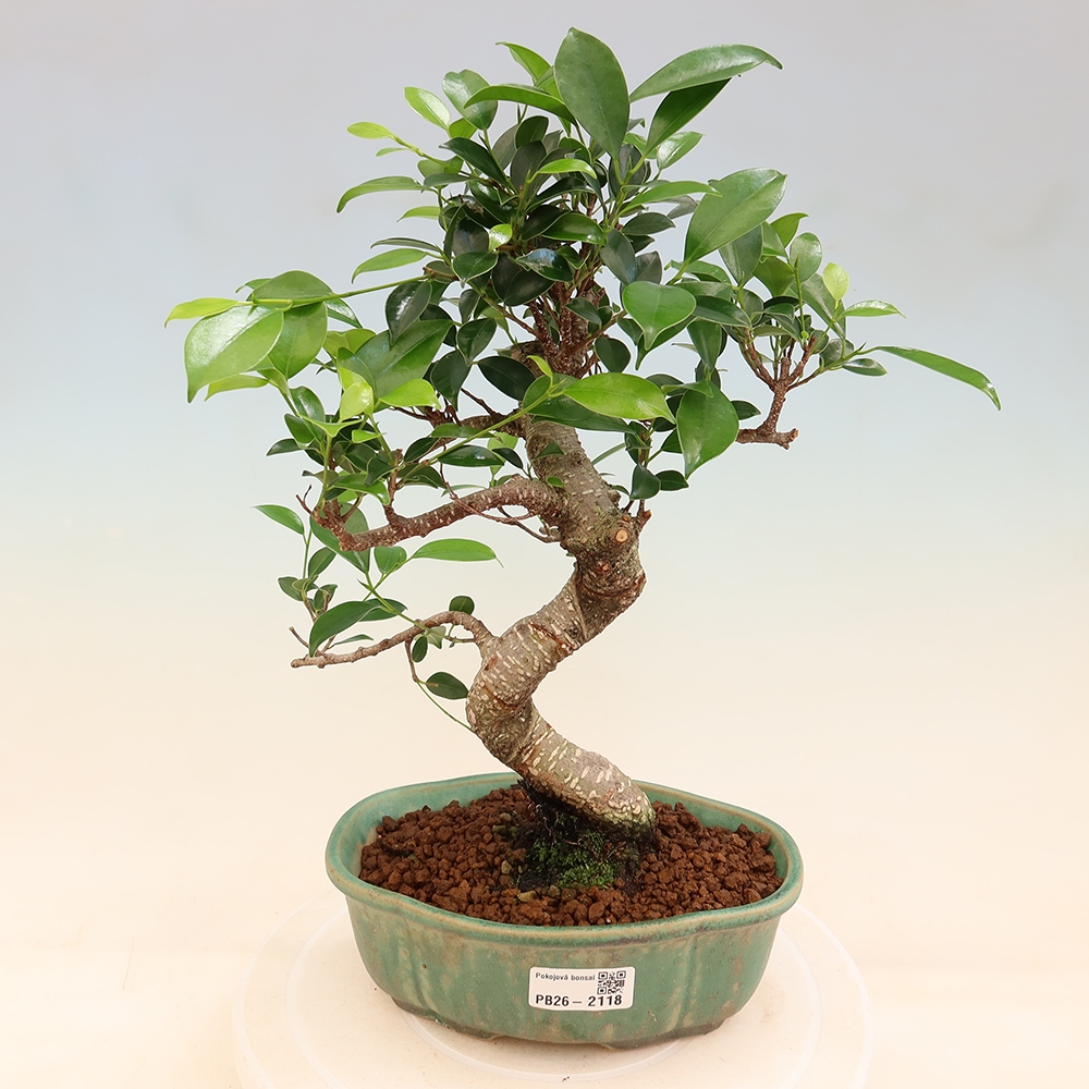 Pokój bonsai - Ficus retusa - figowiec drobnolistny