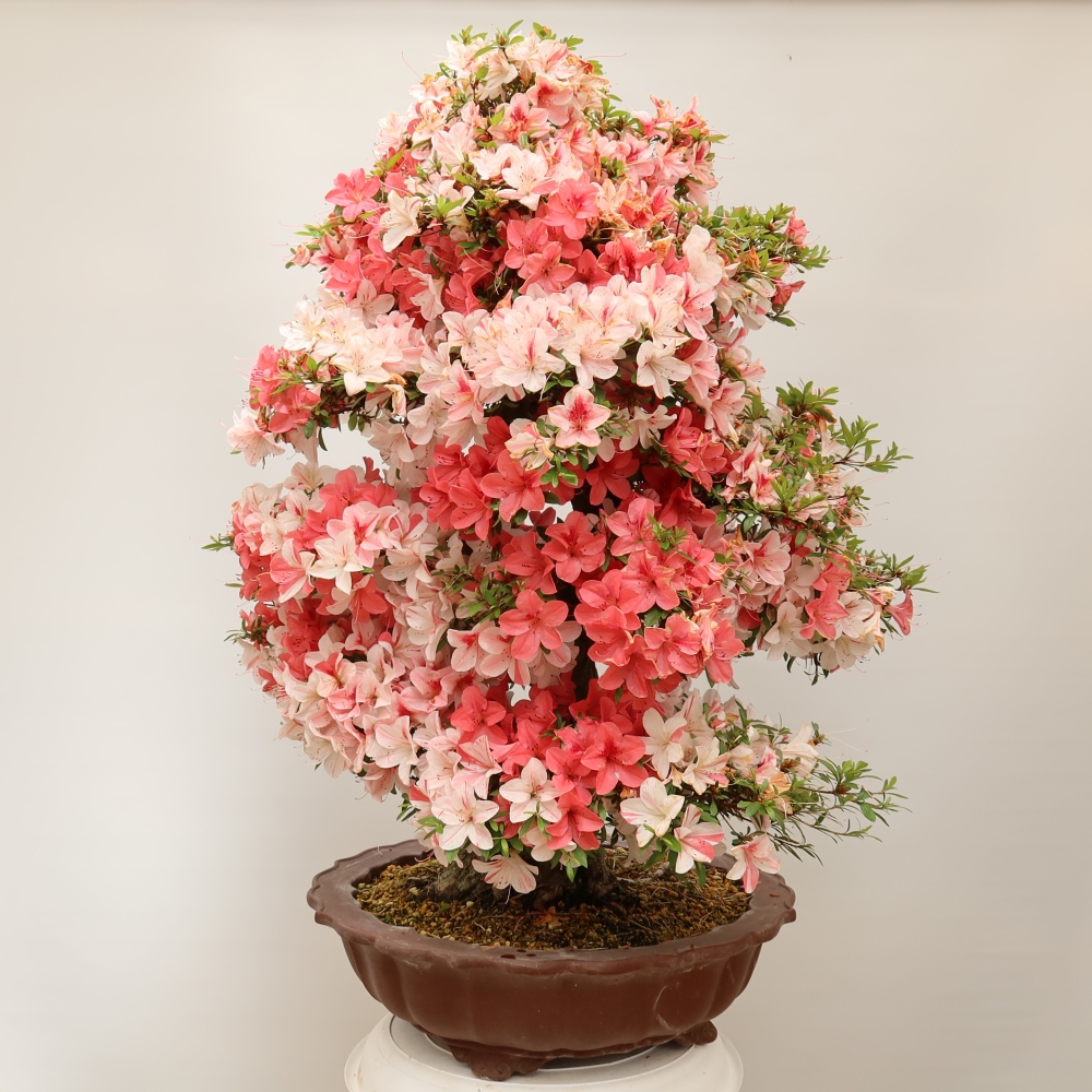 Bonsai zewnętrzne - Azalia japońska - Azalia Kinu-no-Hikari