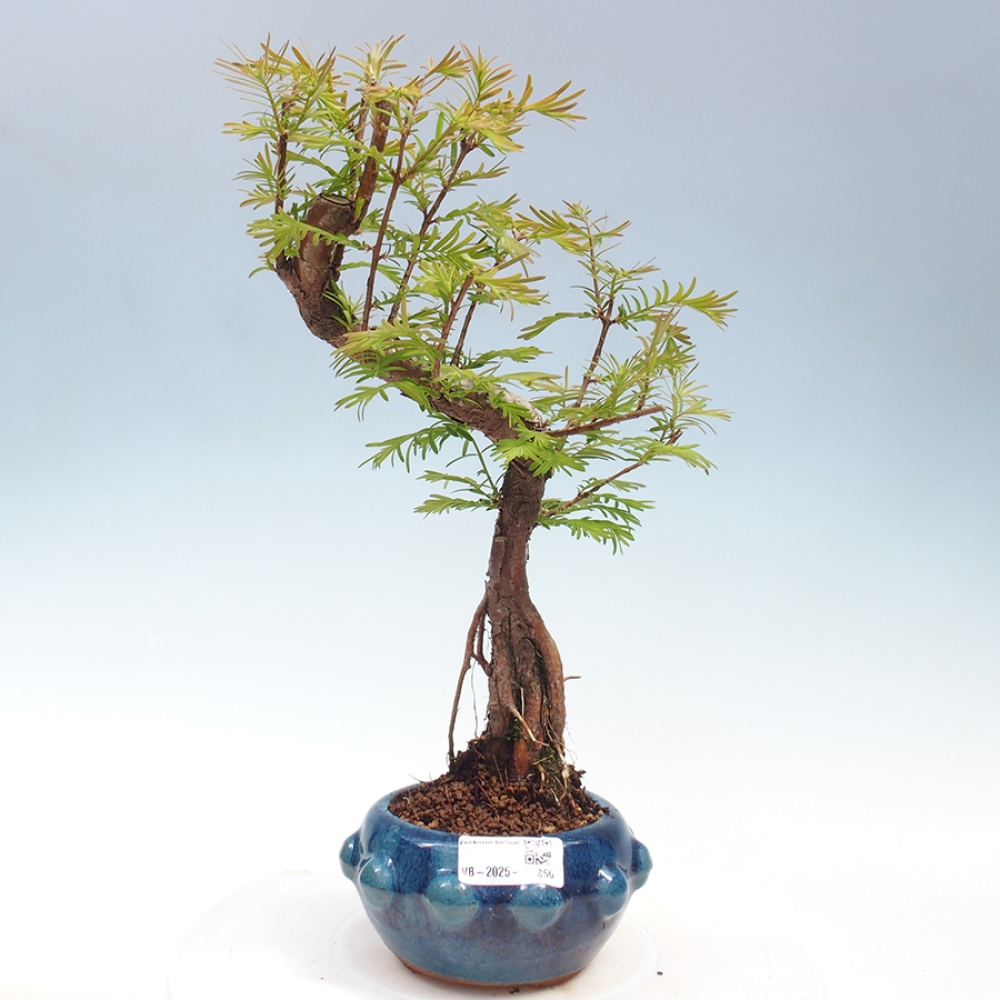 Outdoor bonsai - Metasequoia glyptostroboides - chińskie metasekvoje