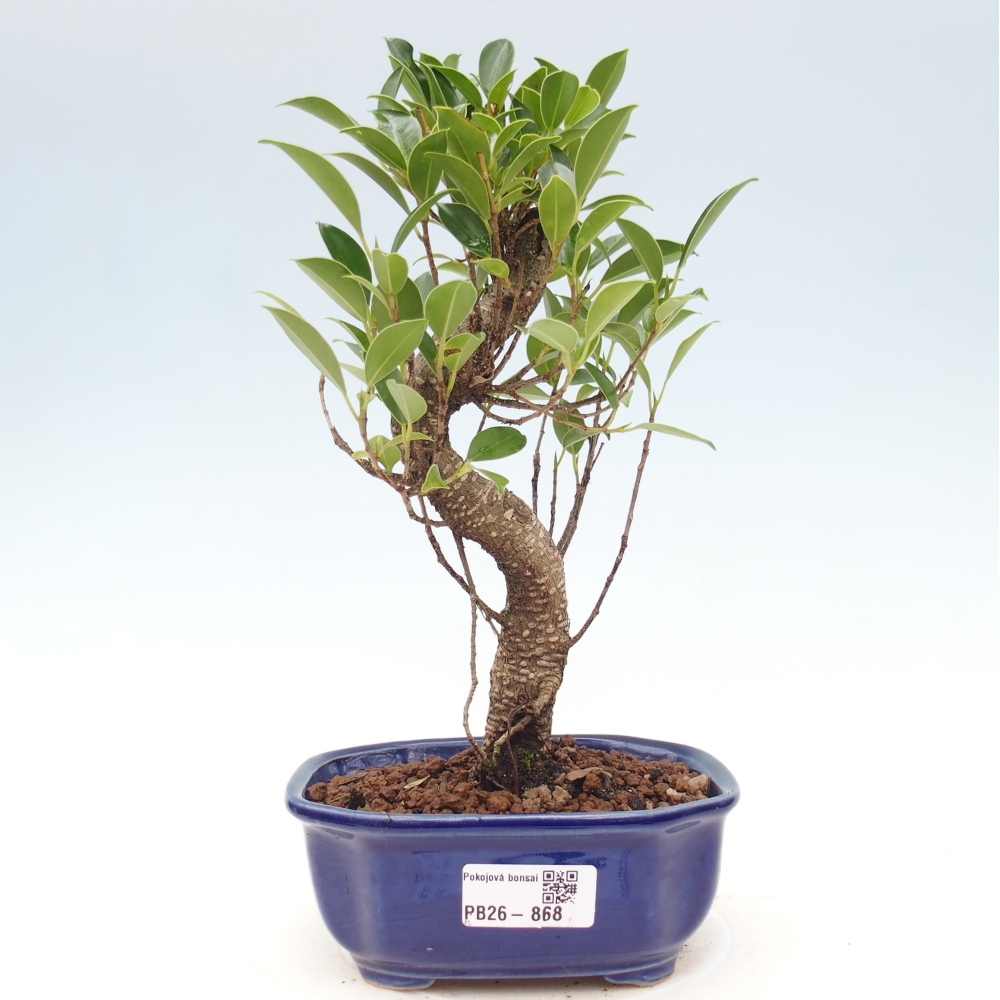 Pokój bonsai - Ficus retusa - figowiec drobnolistny