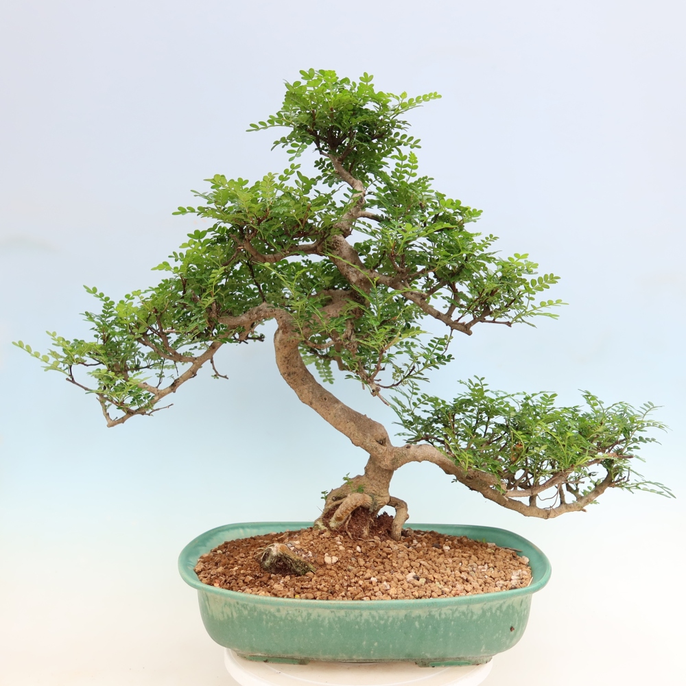Pokój bonsai - Zantoxylum piperitum - drzewo pieprzowe