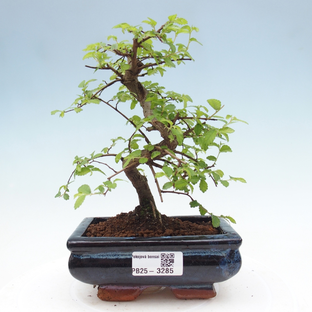 Pokój bonsai - Ulmus parvifolia - Wiąz drobnolistny