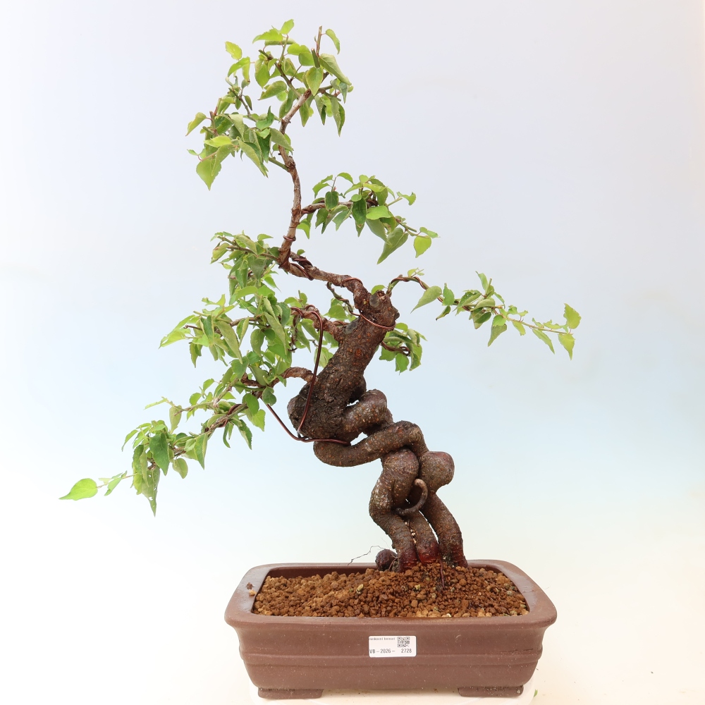 Bonsai ogrodowe – japońska śliwka – Prunus Mume