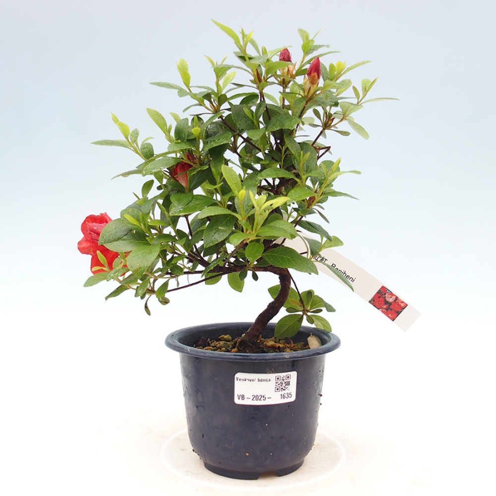 Bonsai zewnętrzne - Azalia japońska - Azalia Benibeni