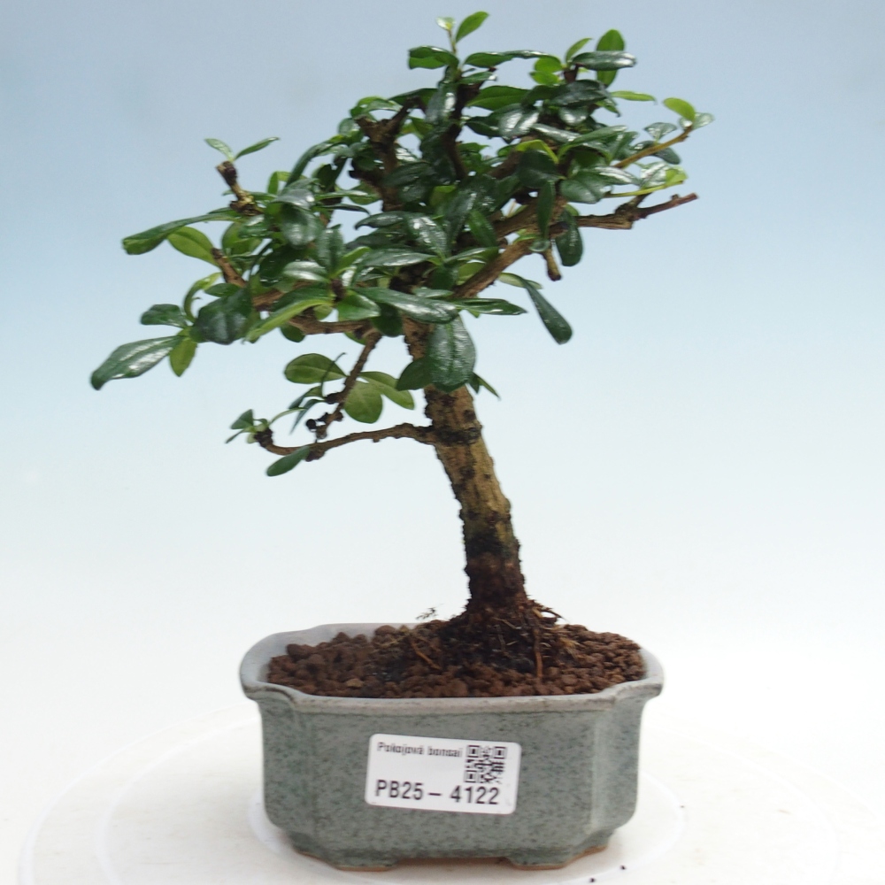 Bonsai wewnętrzne - Carmona makrophylla - Herbata Fuki