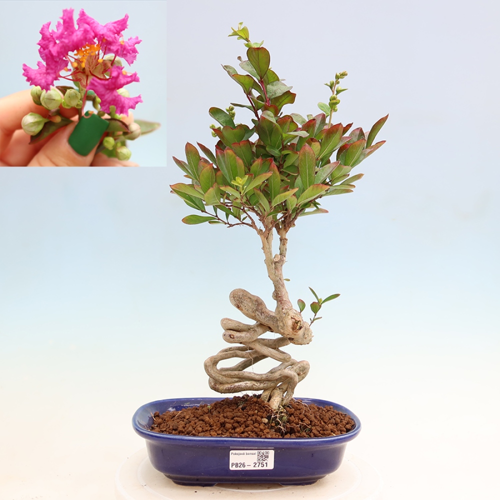 Bonsai pokojowe – Lagerstroemia indica – bz indyjski