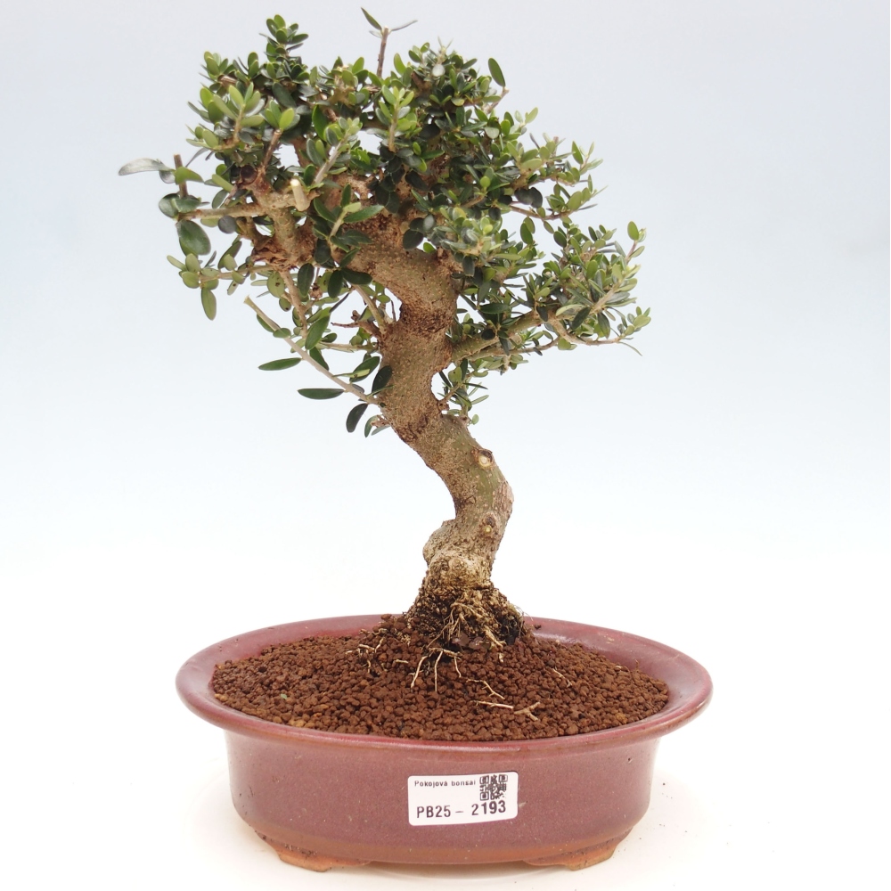 Kryte bonsai - Olea europaea sylvestris - Europejska oliwa z małych liści