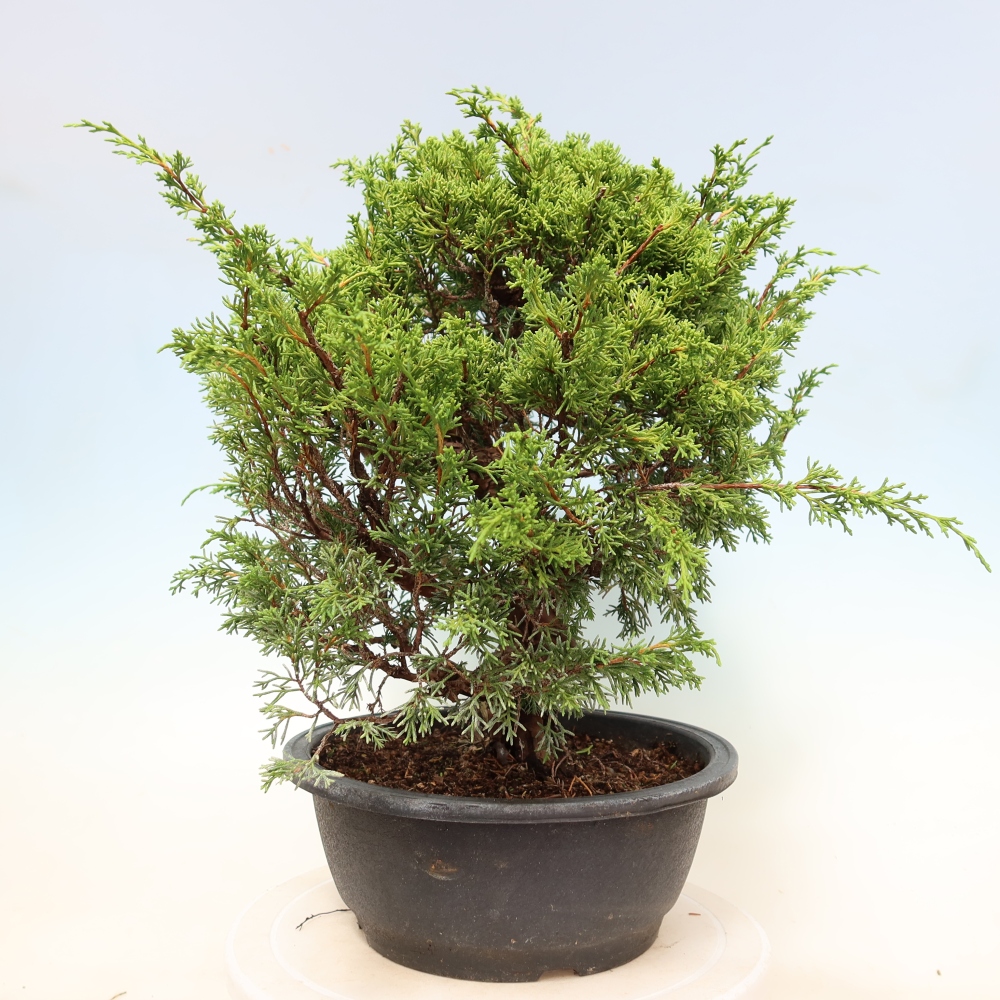 Bonsai ogrodowe – Juniperus chinensis Itoigawa – jałowiec chiński