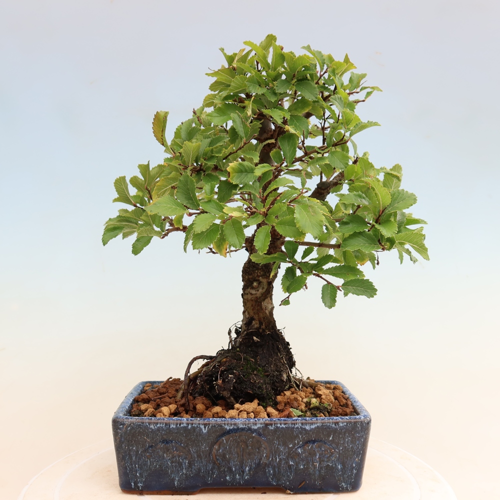 Bonsai zewnętrzne - Zelkova - Zelkova NIRE