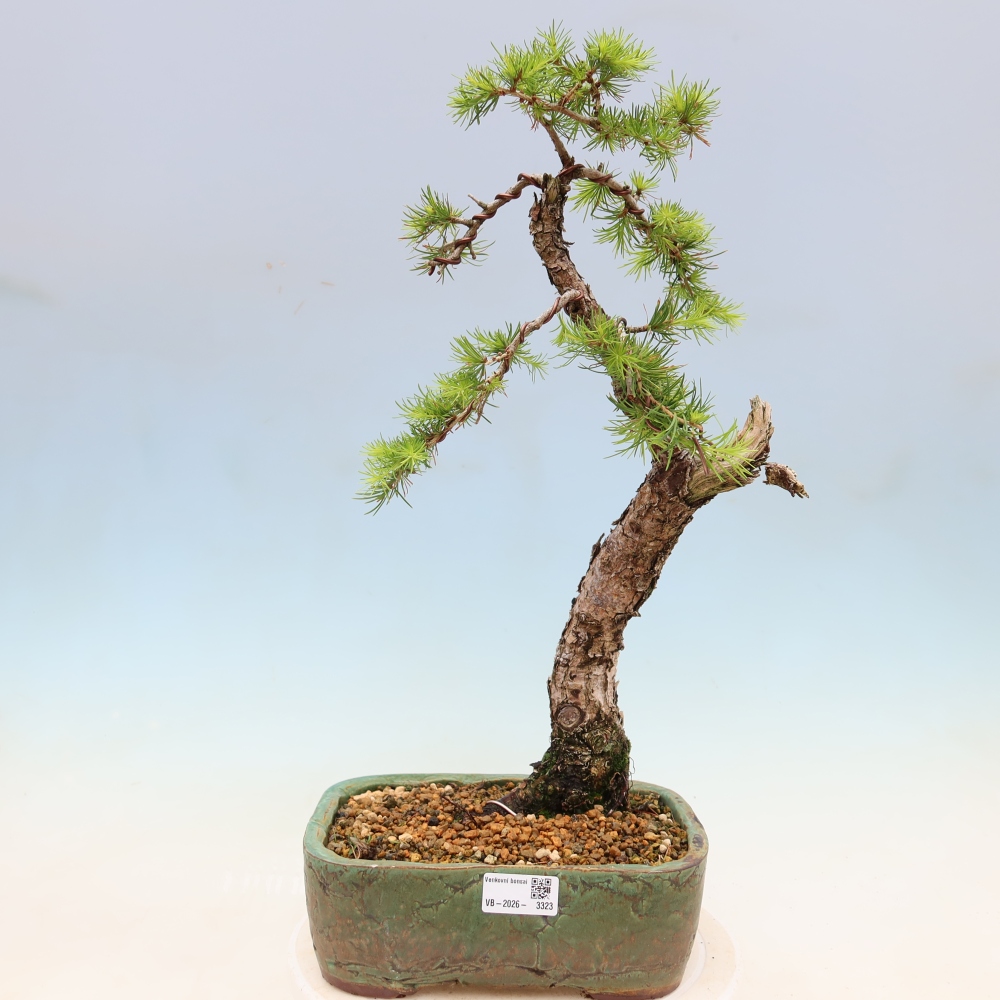 Bonsai zewnętrzne - Larix decidua - Modrzew