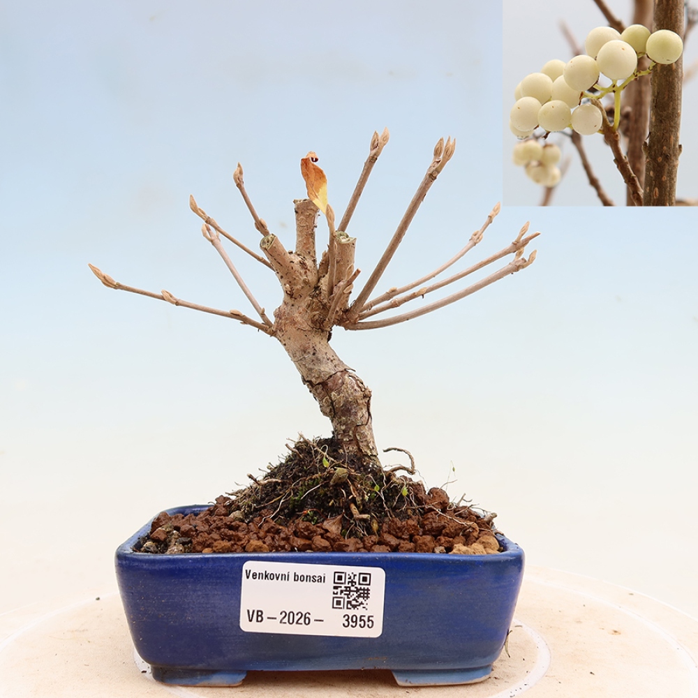 Bonsai ogrodowe – Callicarpa bodinieri Snowqueen – pięknoowocówka