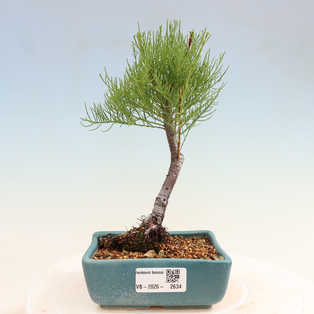 Bonsai ogrodowe – Tamaryszek – Tamarix