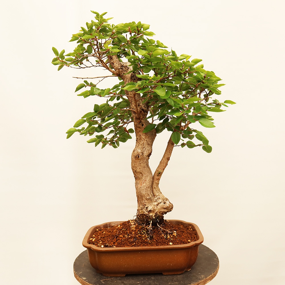 Bonsai plenerowe - Carpinus Coreana - grab koreański