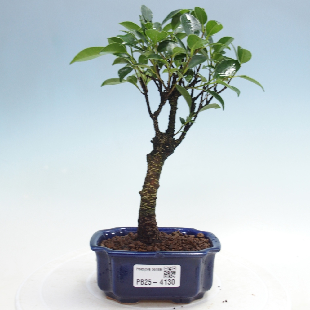 Pokój bonsai Ficus retusa kimmen