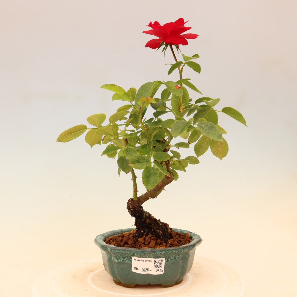 Bonsai ogrodowe – Rosa Kordes – róża