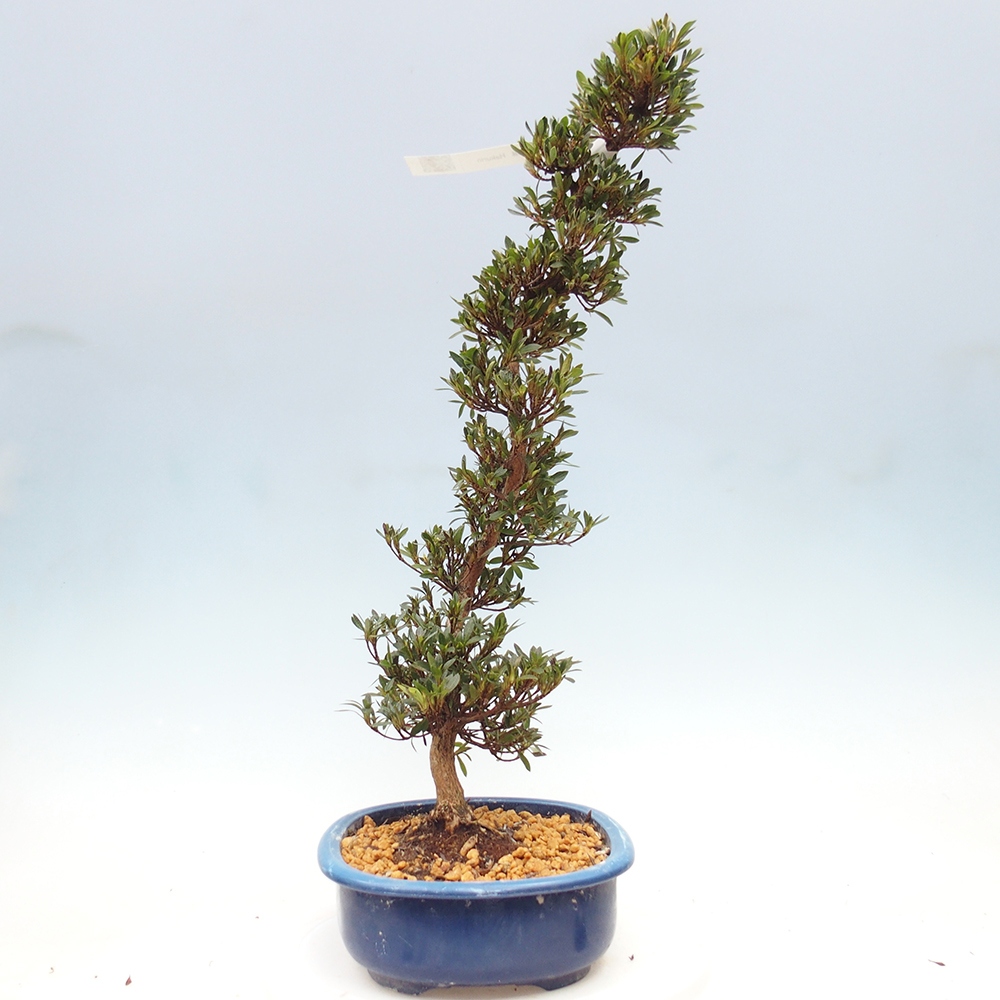 Bonsai zewnętrzne - Azalia japońska - Azalia Hakurin