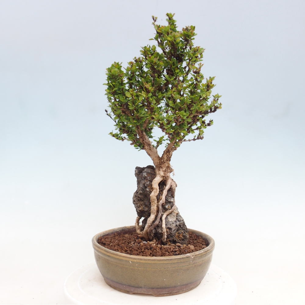 Bonsai zewnętrzne - Berberis coreana
