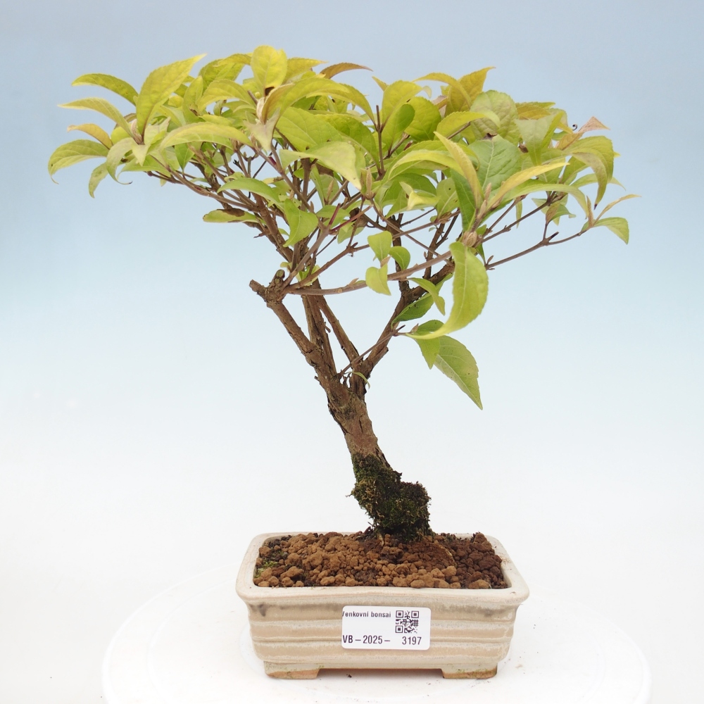 Outdoor bonsai - callicarpa jap Leucocarpa